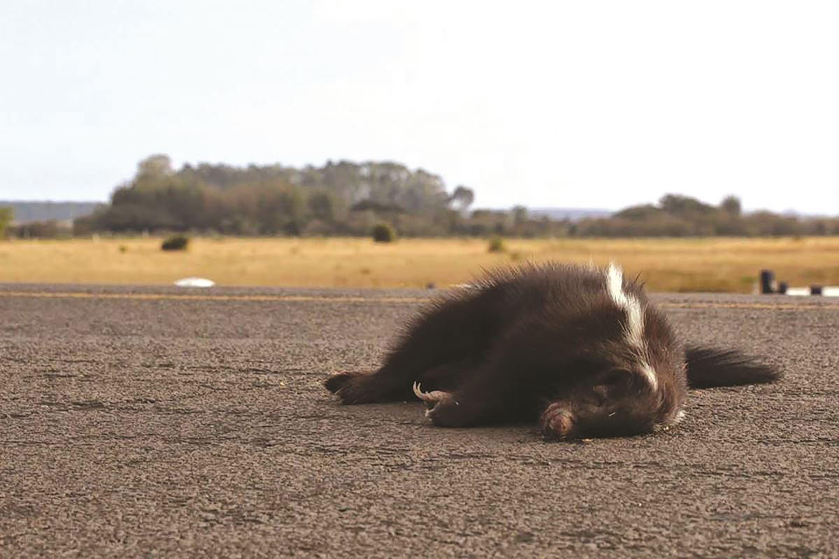 Zorrilho atropelado, uma das milhares de vitimas da nossa biodiversidade.jpg