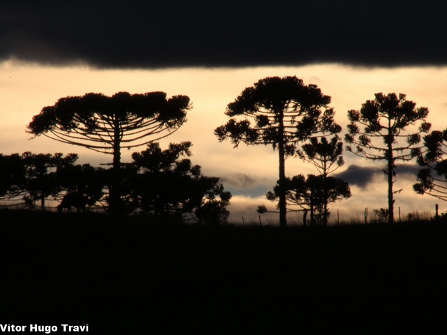 Araucária1