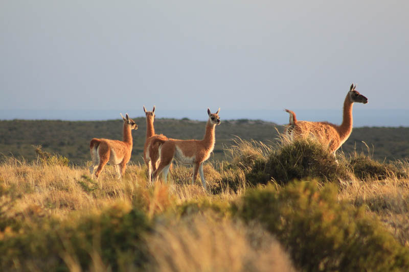 Patagônia5