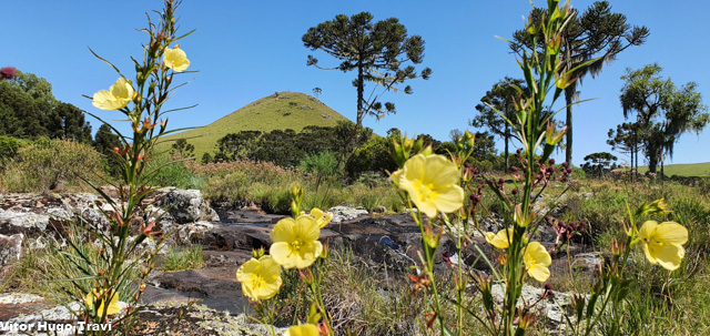 biodiversidade