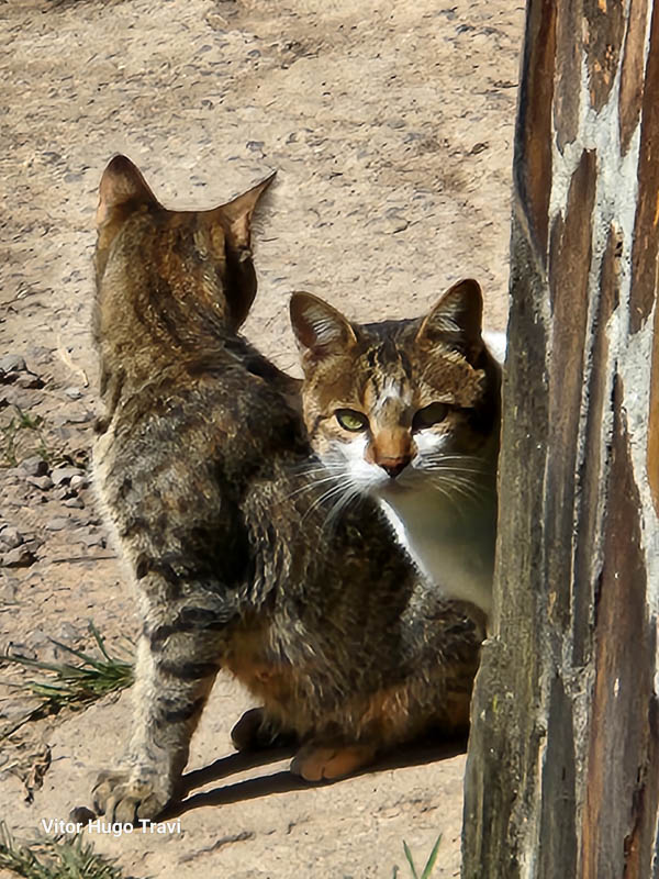 gatos ferais2